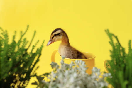 one small bird yellow variegated duckling in metal watering can with grass on yellow background, copy space, selective focusの写真素材