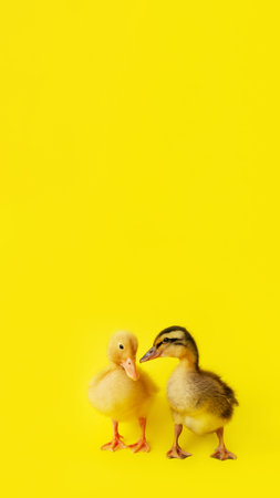 banner two small yellow and variegated duckling stand on yellow background, copy space, 16:9, minimalism, verticalの写真素材