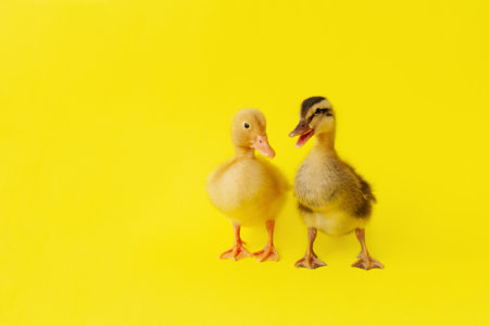 two small yellow and variegated duckling stand on yellow background, selective focusの写真素材