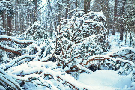 snowy winter landscape in the forest during the day