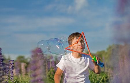 boy 6 years old in summer field of lupines blowing soap bubbleの写真素材