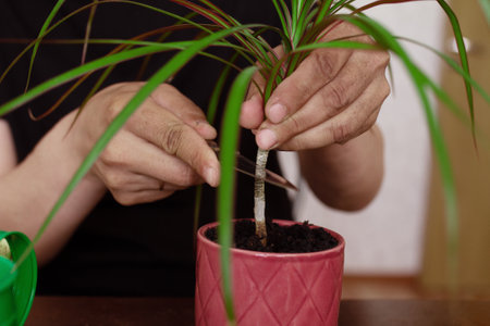 mens hands cuts with knife plant dracaena in red pot on home backgroundの写真素材
