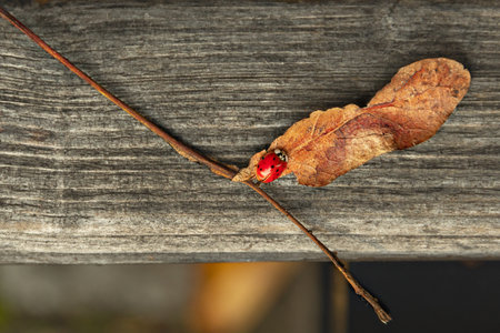 little ladybug on yellow dry leaf on wooden surfaceの写真素材