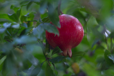 red pomegranate fruit hanging on a tree in green foliageの写真素材