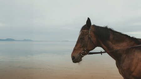 head and body of a brown horse in profile against the sea, copy spaceの写真素材