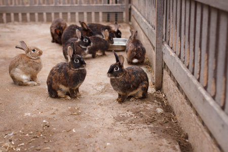 Family of brown colored rabbits on farm copy spaceの写真素材