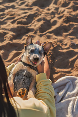 Cheerful dog, sheepdog puppy lies paws up on his owner's lap on beach, vertical