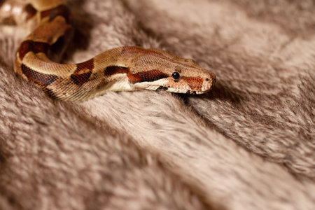 Brown python snake crawls across fur rugの写真素材