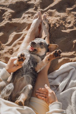 Happy funny dog sheepdog puppy lies paws up on his owners lap on beachの写真素材