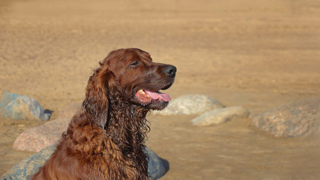 Portrait of Irish Setter on beach on sunny day close up of head