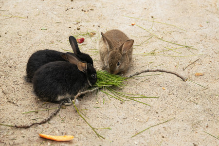 Three rabbits are chewing grassの写真素材