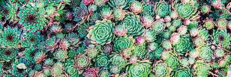 Succulents. Natural background.の写真素材