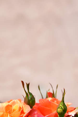 Rose flower on a plastered background. Summer day lighting.の写真素材