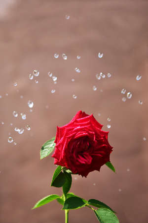 Rose flower on a plastered background. Summer day lighting.の写真素材