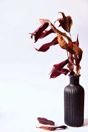 Autumn still life with on a light gray background. Aestheticsの写真素材