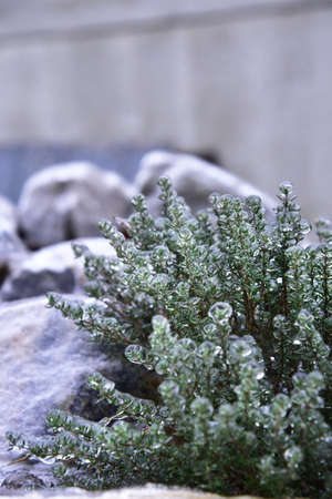 Winter macro, ice flowers, grass in ice and icicles. aesthetics, hygge styleの写真素材