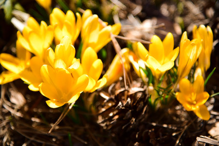 crocuses growing in the natural environment