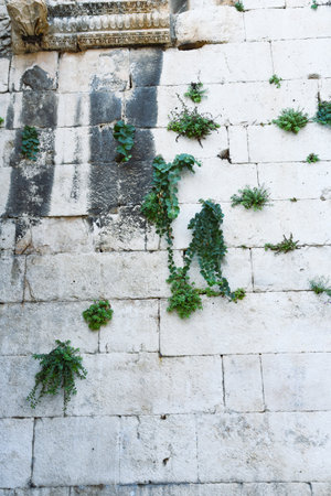 Old stone wall with green ivy growing on it, Athens, Greeceの写真素材