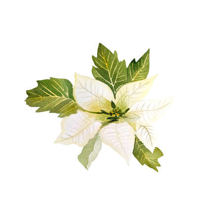 Watercolor white ponsettia christmas flowerの写真素材