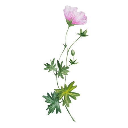 watercolor pink geranium botanical flowerの写真素材