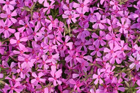 Blooming of beautiful Phlox in the springの写真素材