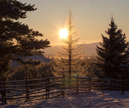 the winter sun in the north woodsの写真素材