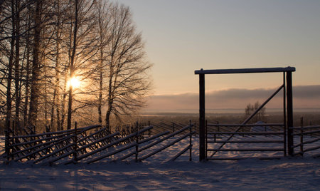 Winter sun in the branches of the trees on the outskirts of the villageの写真素材