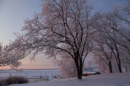 Winter landscape with snow-covered treeの写真素材