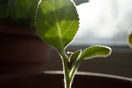Young home flower on the rays of the spring sunの写真素材