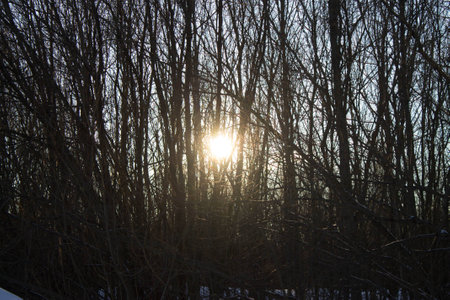 Rays of the winter setting sun through the trees without foliageの写真素材