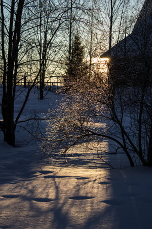 Rays of the setting winter sun through the branchesの写真素材