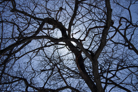 The spring sun breaks through the branches of a tree without foliageの写真素材