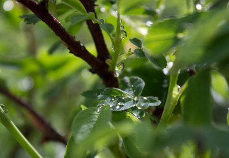 Raindrops on a green summer foliageの写真素材