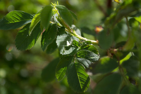 Raindrops on a green summer foliageの写真素材