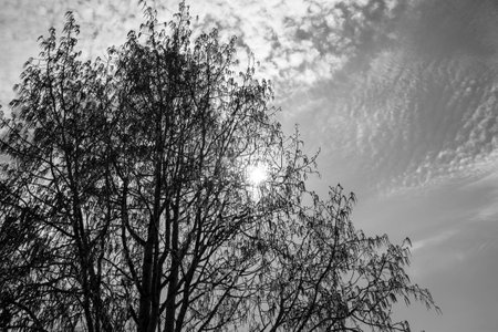 The branches of the springの写真素材