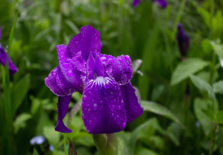 Raindrops on a purple flower in the summer sunの写真素材