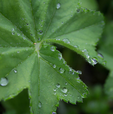 Raindrops on a green summer foliageの写真素材