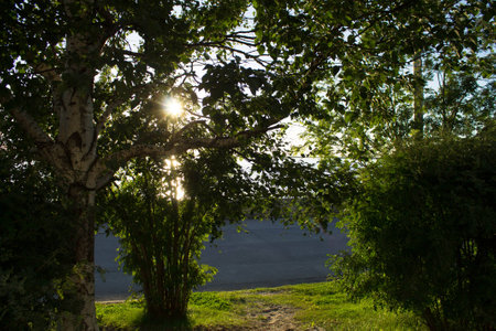 Green trees on the embankment of the riverの写真素材