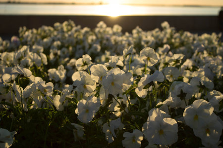 White flowers on the embankment of the river in the rays of the summer sunの写真素材