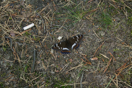 A living butterfly sitting on the ground next to a cigarette buttの写真素材