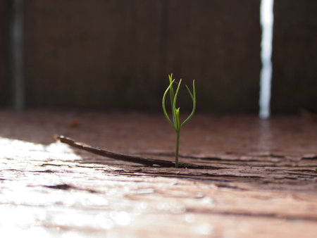 A green young sprout making his way through a wooden boardの写真素材