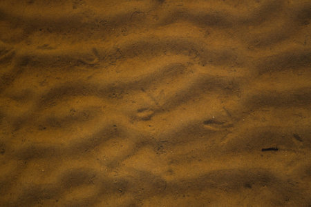 Traces of birds on the sand through the sea waterの写真素材