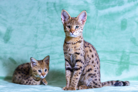 Cat Savannah  pure breed, fur spot on gold