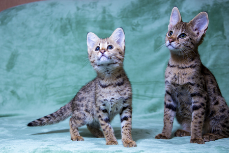Cat Savannah  pure breed, fur spot on gold