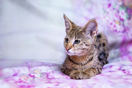 Cat Savannah  pure breed, fur spot on gold