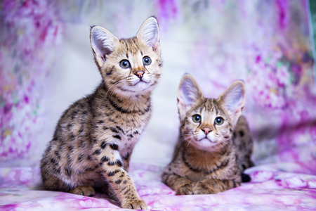 Cat Savannah  pure breed, fur spot on gold