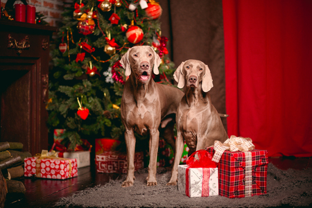 Party dog Weimaranerの写真素材