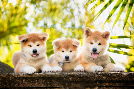 Three puppies of red New Years Akita dogs sitting on stairs in nature at sunlightの写真素材