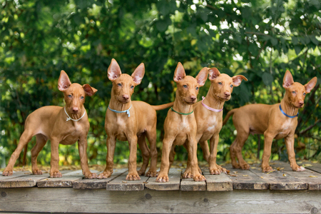 red puppy Pharaoh's red dog in nature cuteの写真素材