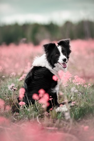 border collie in flowers at the blossoming fieldsの写真素材